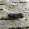 Scythropia crataegella (hawthorn moth) Kenneth Noble